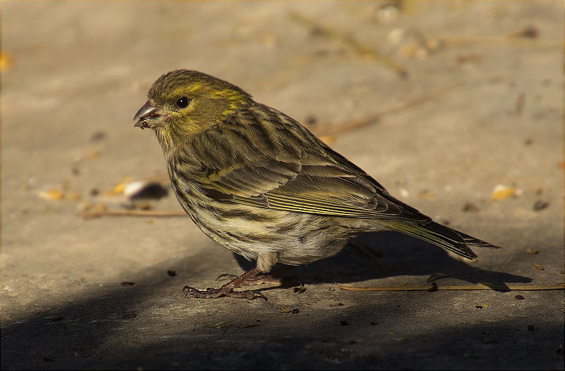 Femella de Gafarró (Serinus serinus)