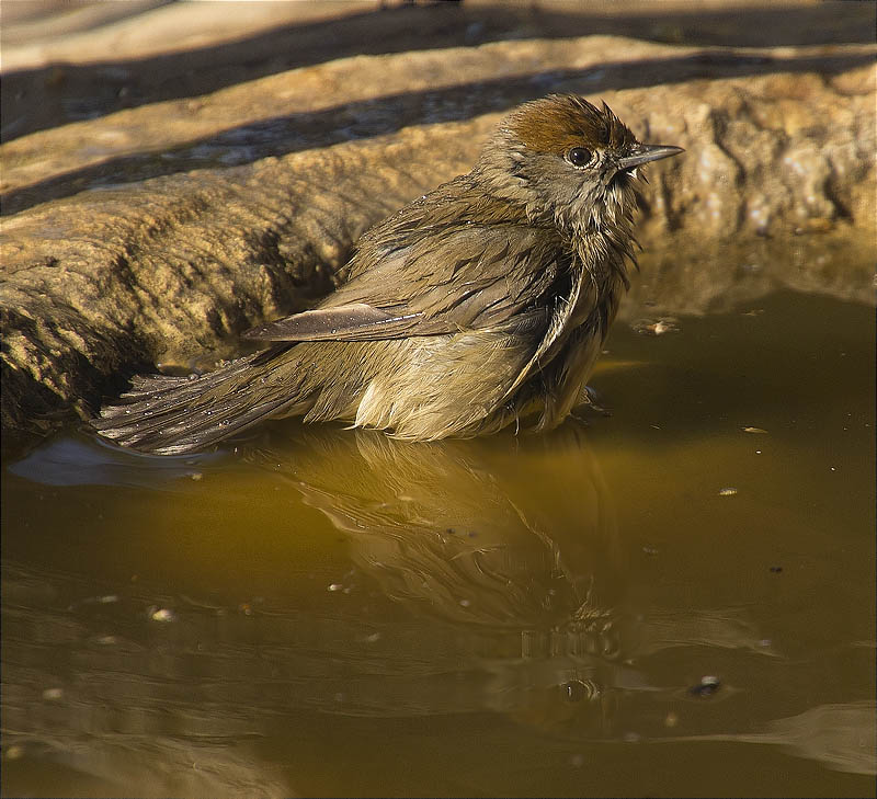 Femella de Tallarol de casquet (Sylvia atricapilla)