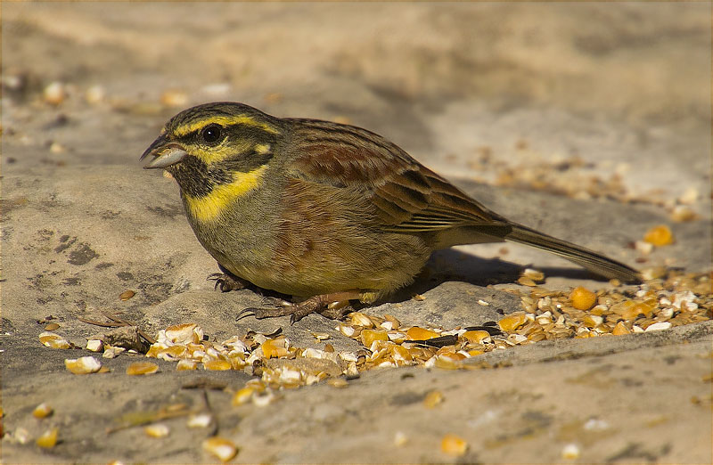 Mascle de Gratapalles (Emberiza cirlus)