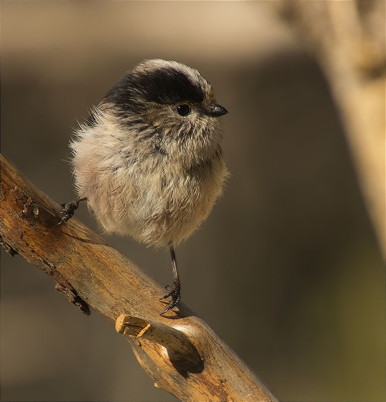 Mallerenga cuallarga (Aegithalos caudatus)