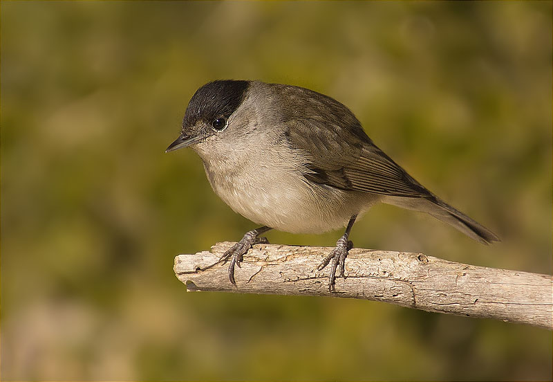 Mascle de Tallarol de casquet (Sylvia atricapilla)