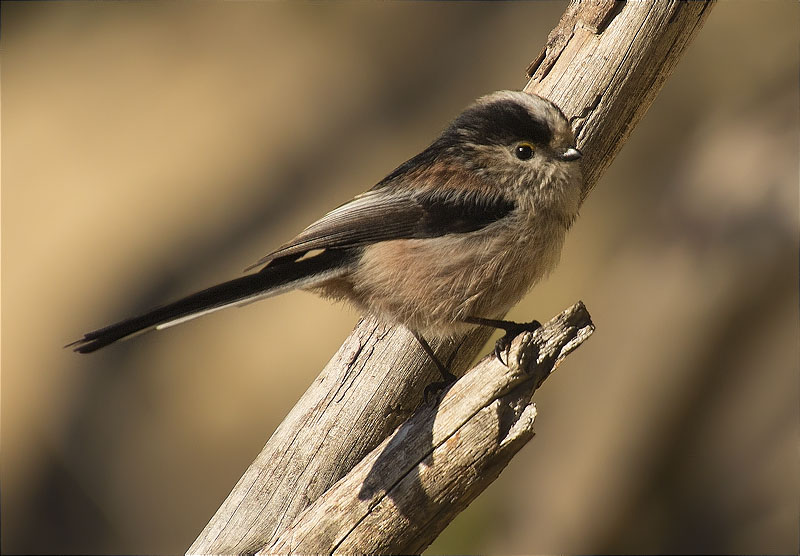 Mallerenga cuallarga (Aegithalos caudatus)