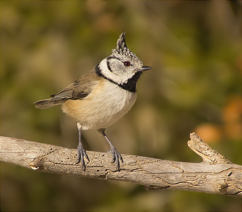 Mallerenga emplomallada (Parus cristatus)