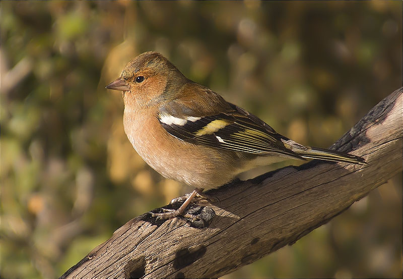 Mascle de Pinsà comú (Fringilla coelebs)