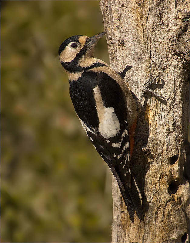 Femella de Picot garser gros (Dendrocopos major)