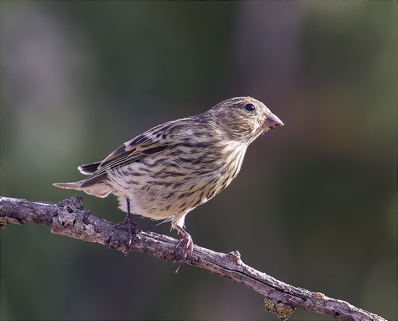 Gafarró (Serinus serinus)