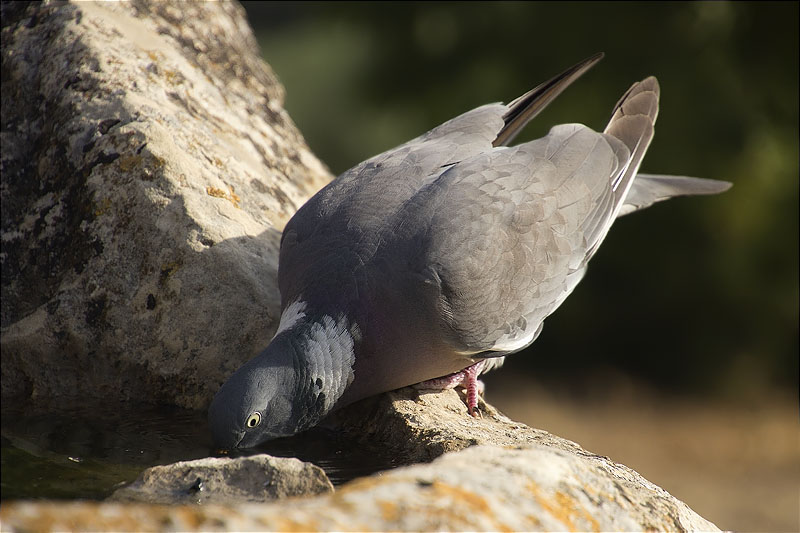 Tudó (Columba palumbus)