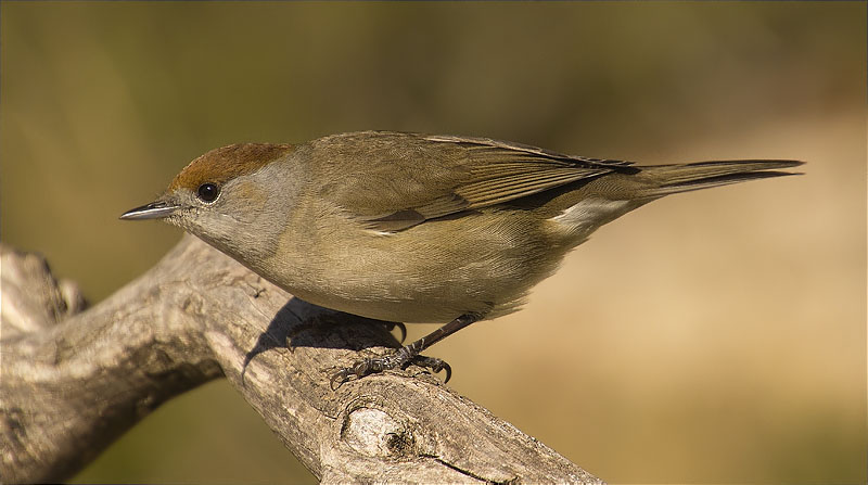 Femella de Tallarol de casquet (Sylvia atricapilla)