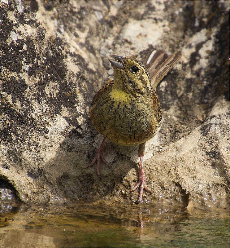 Femella de Gratapalles (Emberiza cirlus)