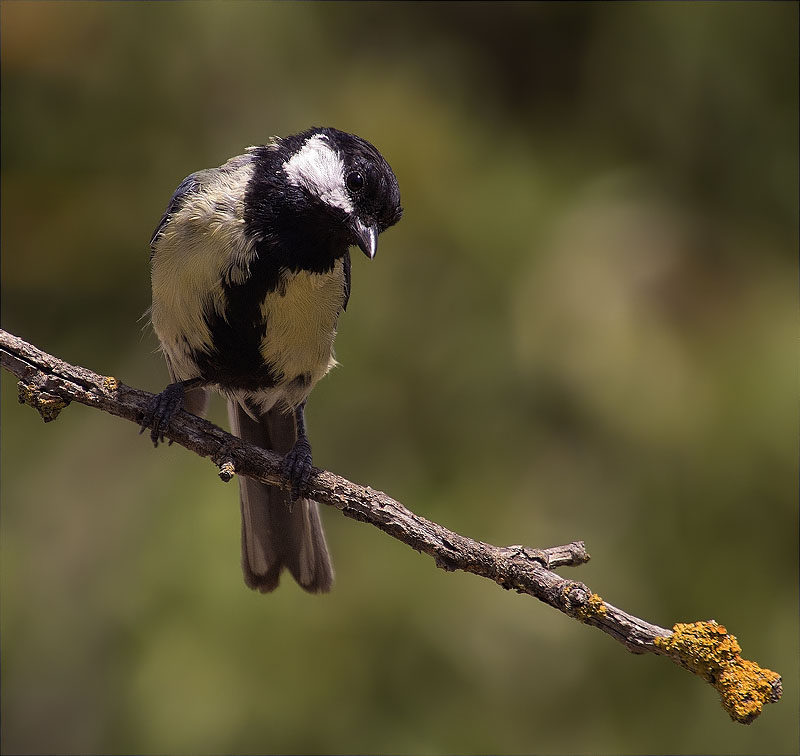 Mascle de Mallerenga carbonera (Parus major)