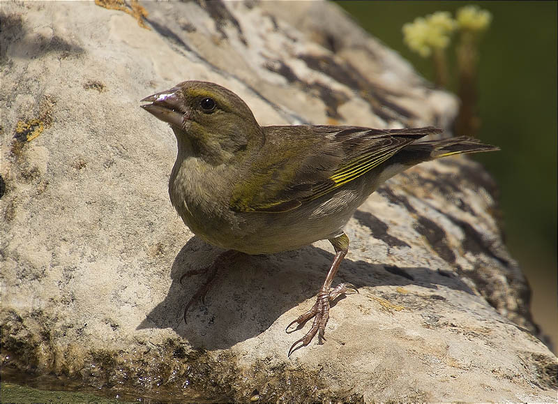 Femella de Verdum (Carduelis chloris)