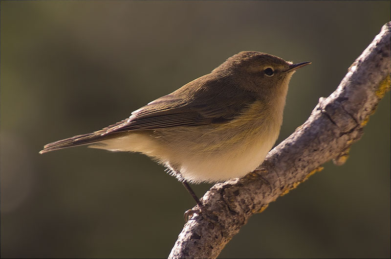 Mosquiter comú (Phylloscopus collybita)