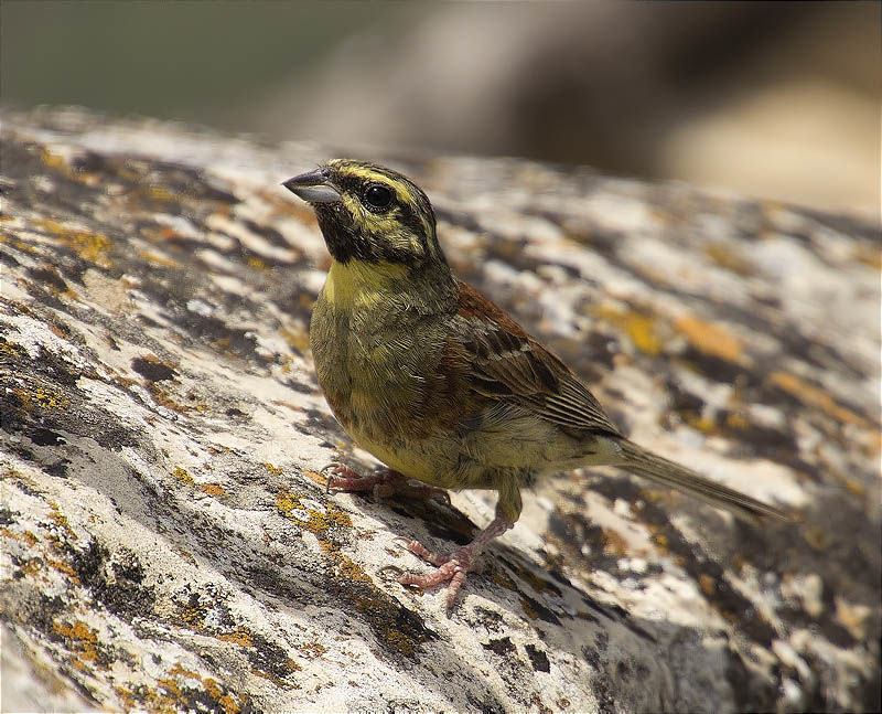 Mascle de Gratapalles (Emberiza cirlus)