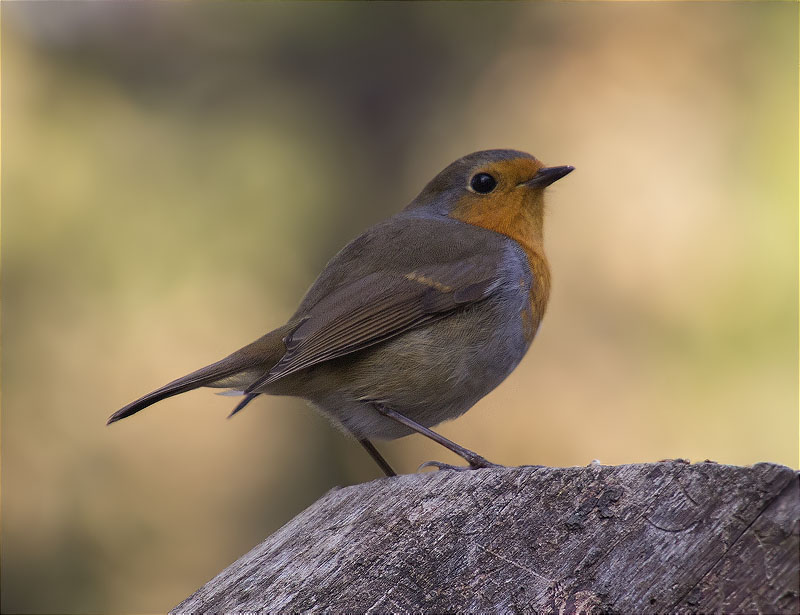 Pit roig (Erithacus rubecola)