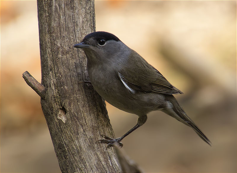 Mascle de Tallarol de casquet (Sylvia atricapilla)