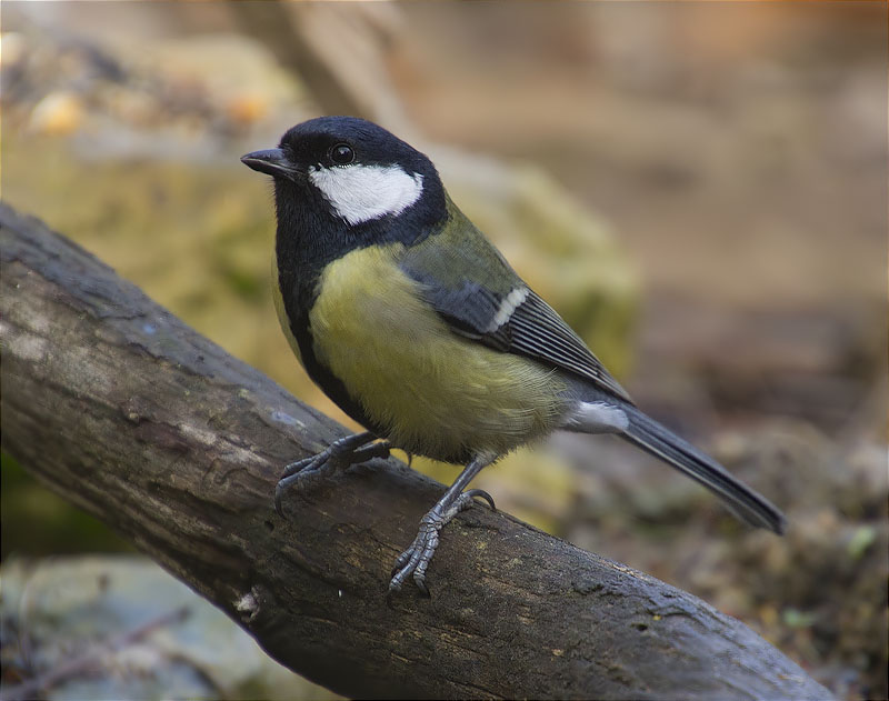 Mallerenga carbonera (Parus major)