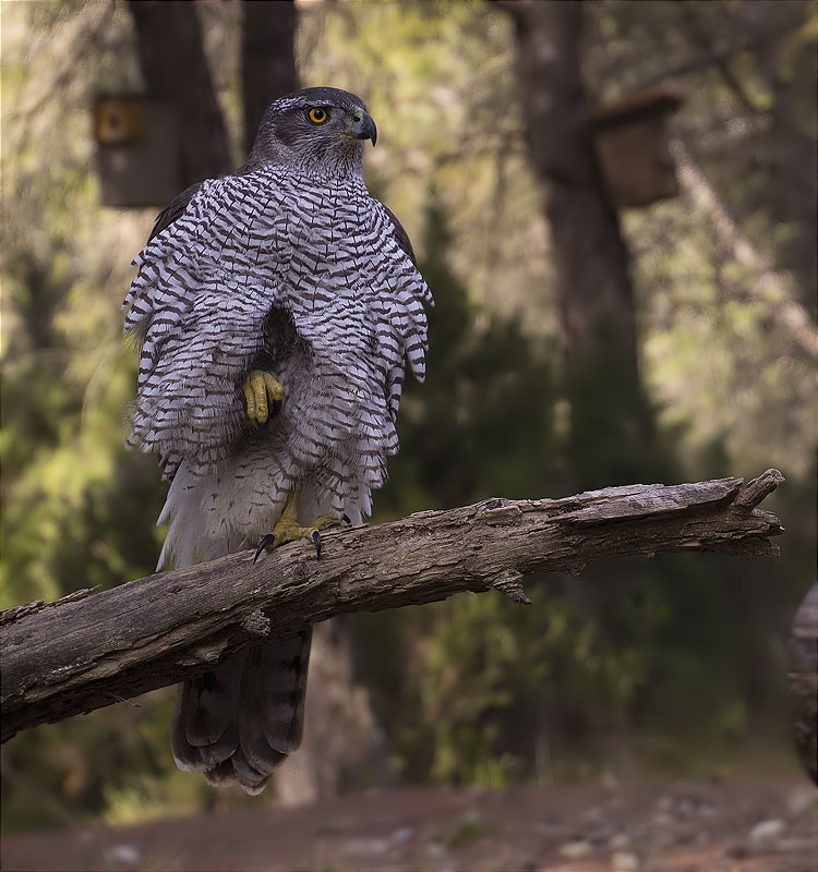 Astor (Accipiter gentilis)