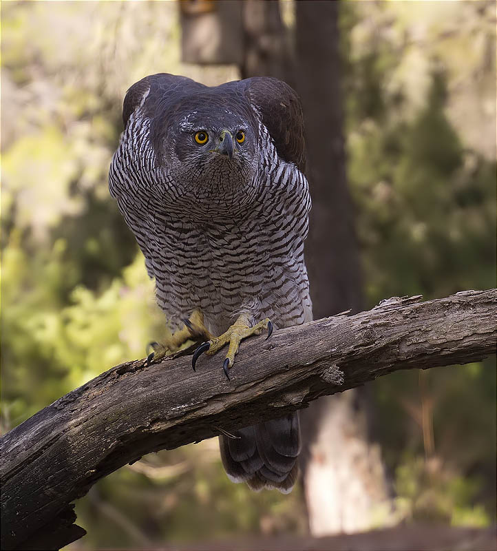 Astor (Accipiter gentilis)