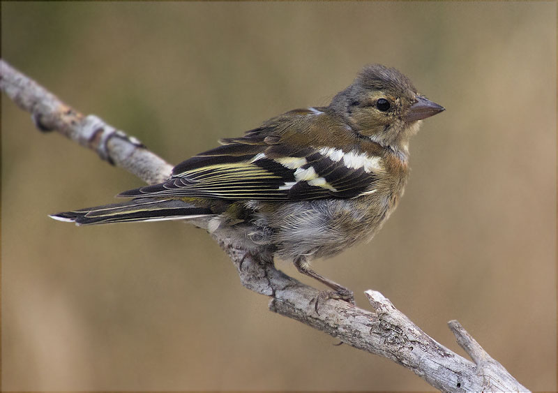 Jove de Pinsà comú (Fringilla coelebs)