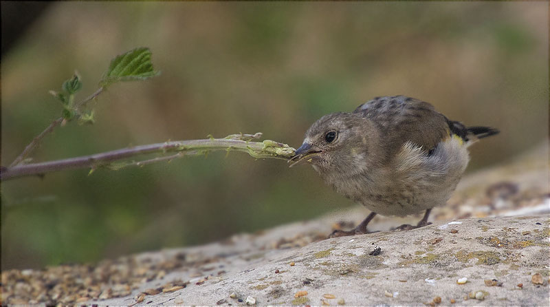 Jove de Cadernera (Carduelis carduelis)