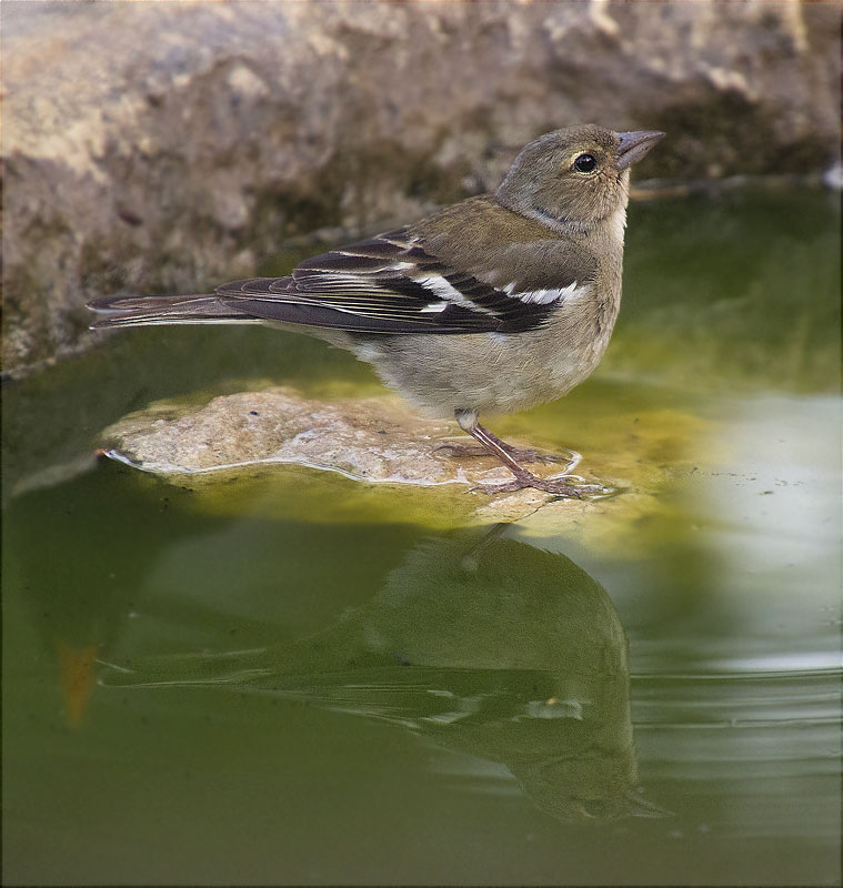 Femella de Pinsà comú (Fringilla coelebs)