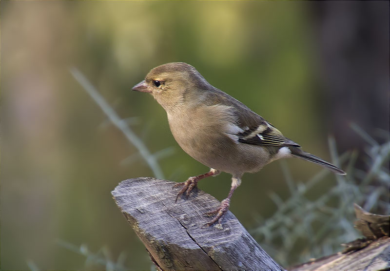 Femella de Pinsà comú (Fringilla coelebs)