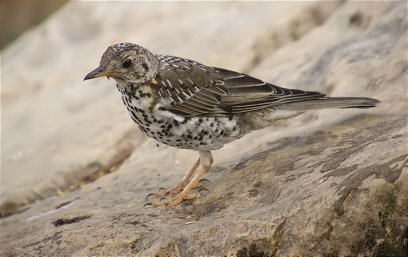 Griva (Turdus viscivorus)