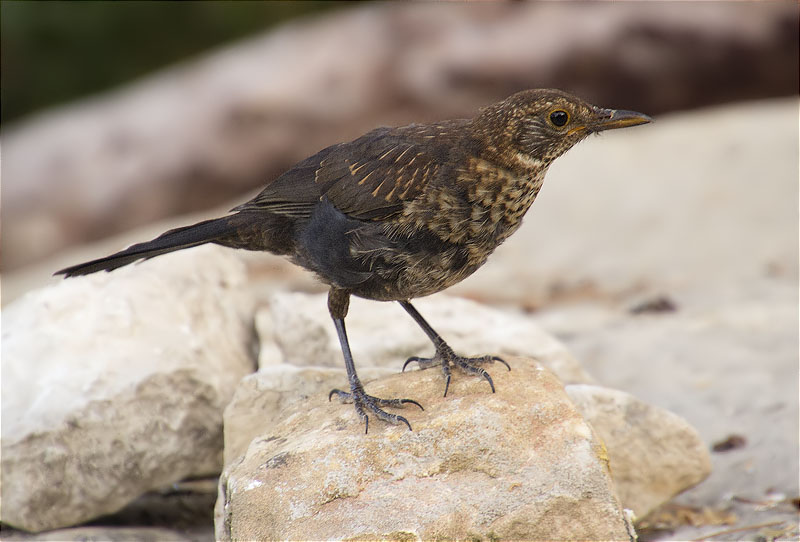 Jove de Merla (Turdus merula)