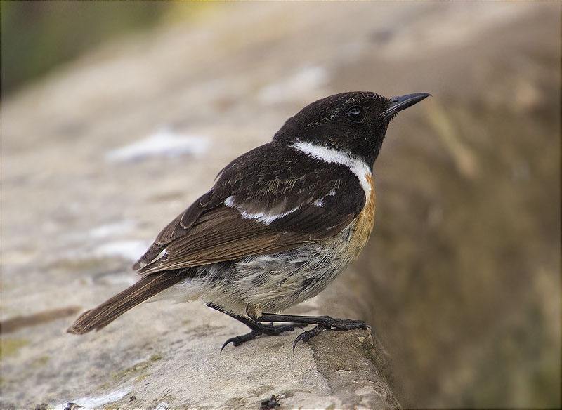 Mascle de Bitxac comú (Saxicola torquata)