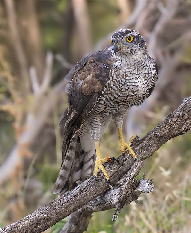 Femella d'Astor (Accipiter gentilis)