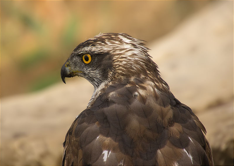 Femella d'Astor (Accipiter gentilis)