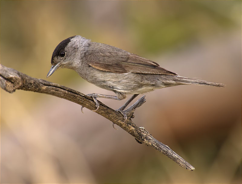 Mascle de Tallarol de casquet (Sylvia atricapilla)