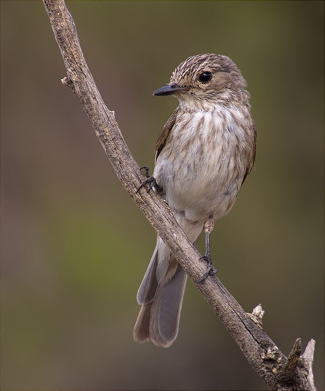 Papamosques gris (Muscicapa striata)