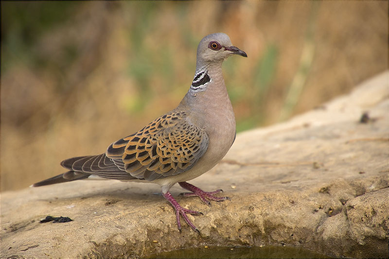 Tórtora europea (Streptopelia turtur)