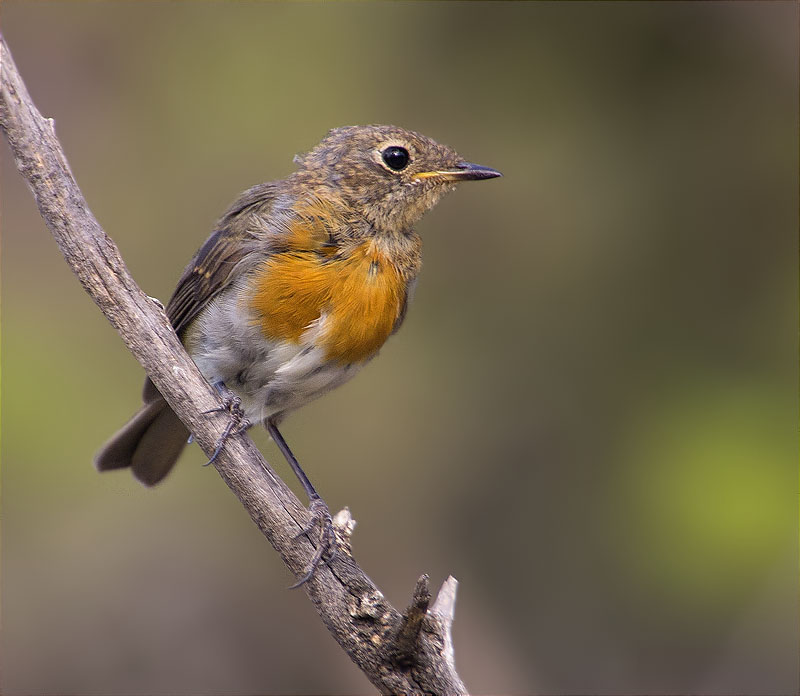 Jove de Pit roig (Erithacus rubecola)