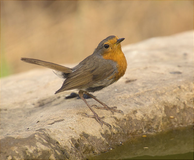 Pit roig (Erithacus rubecola)