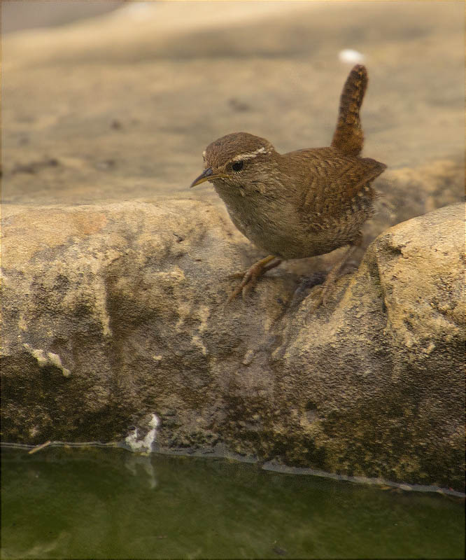 Cargolet (Troglodytes troglodytes)