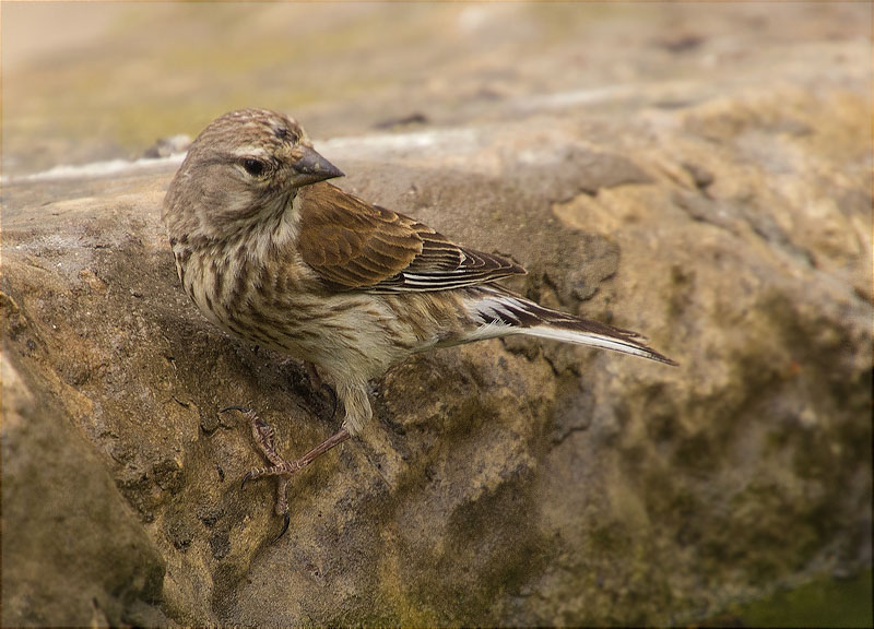 Femella de Passerell (Carduelis cannabina)