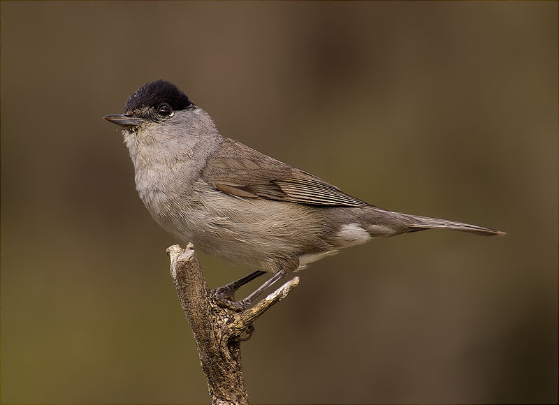 Mascle de Tallarol de casquet (Sylvia atricapilla)