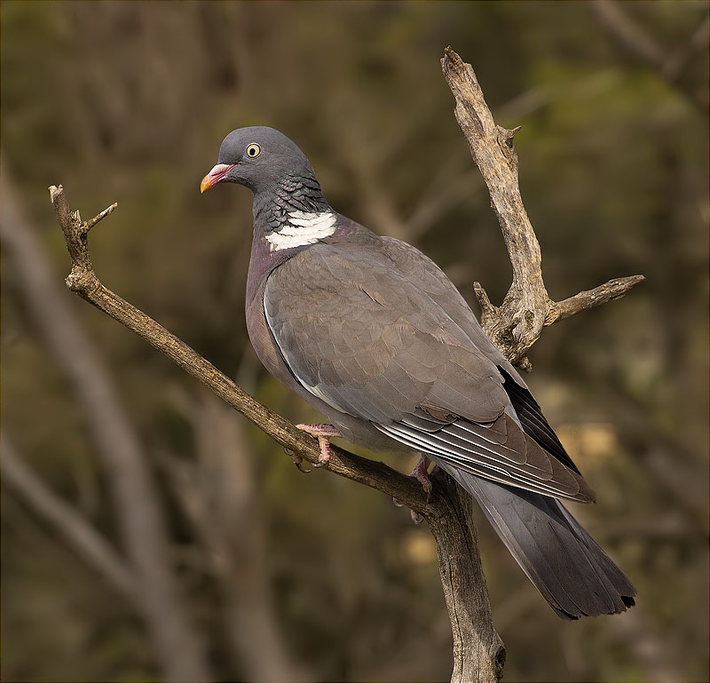 Tudó (Columba palumbus)