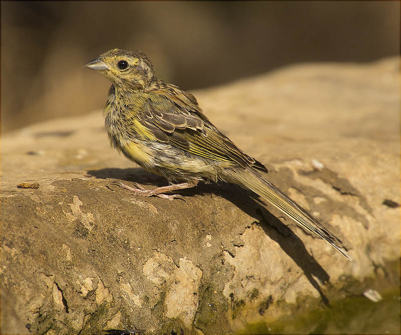 Gratapalles (Emberiza cirlus)