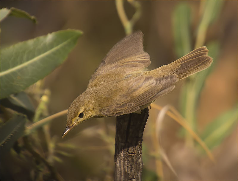 Mosquiter comú (Phylloscopus collybita)