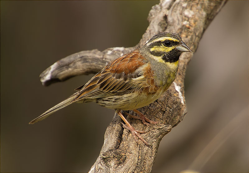 Mascle de Gratapalles (Emberiza cirlus)