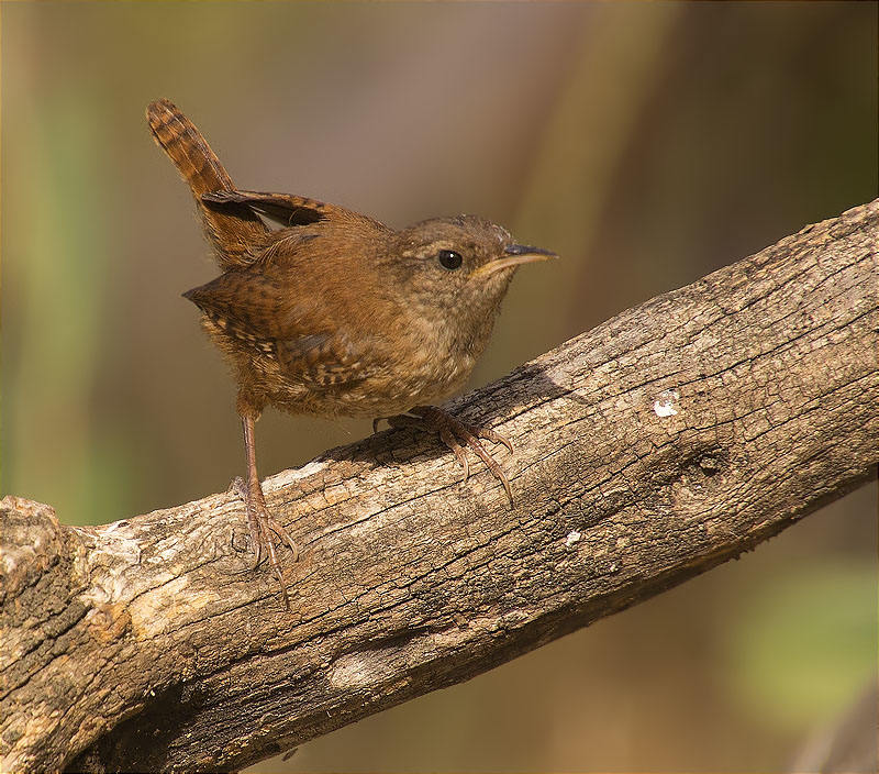 Cargolet (Troglodytes troglodytes)