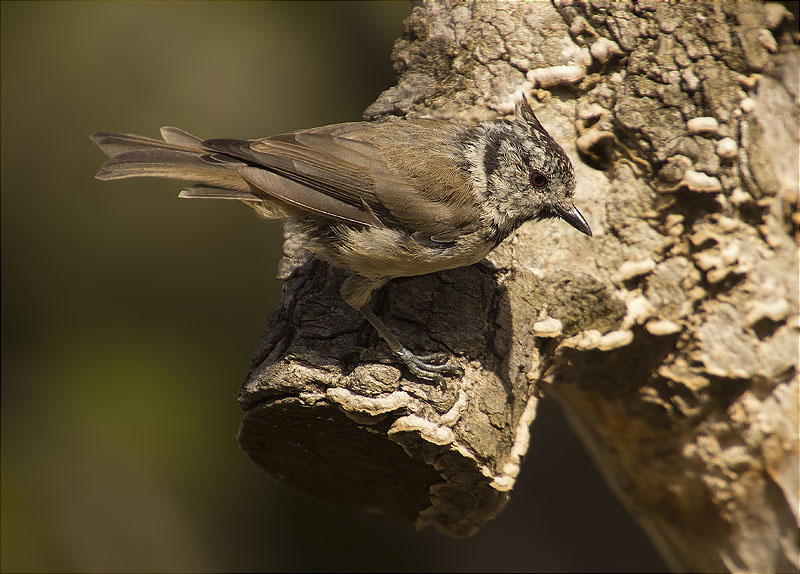 Mallerenga emplomallada (Parus cristatus)