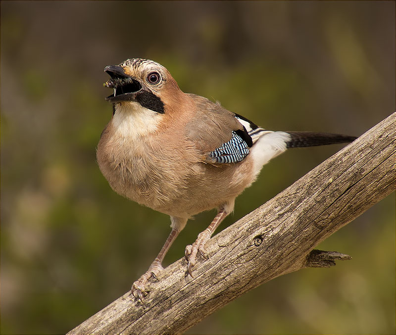 Gaig (Garrulus grandarius). Que té al bec ?