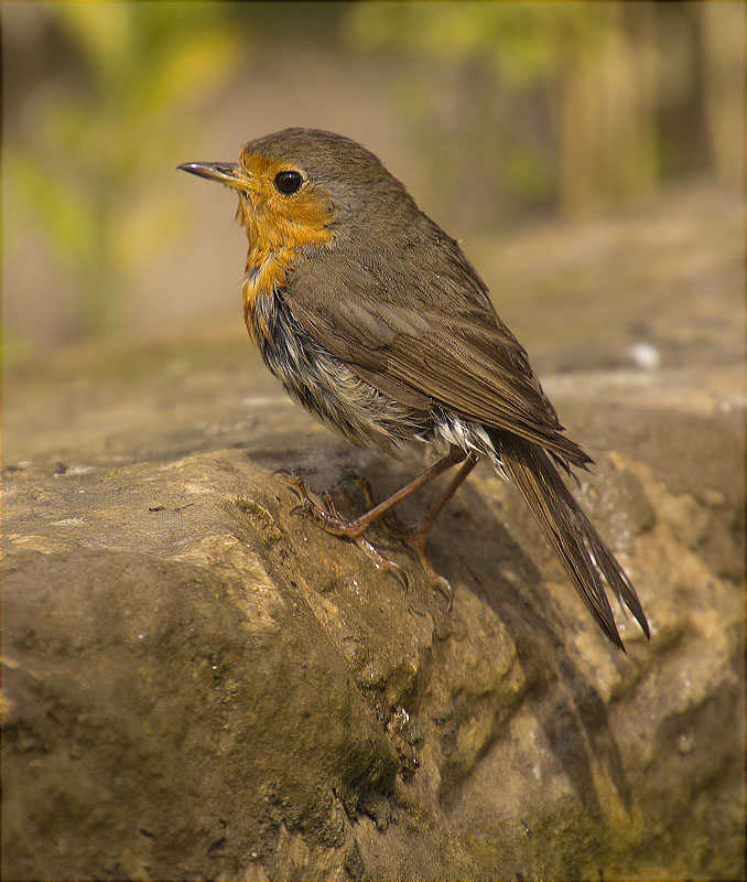 Pit roig (Erithacus rubecola)