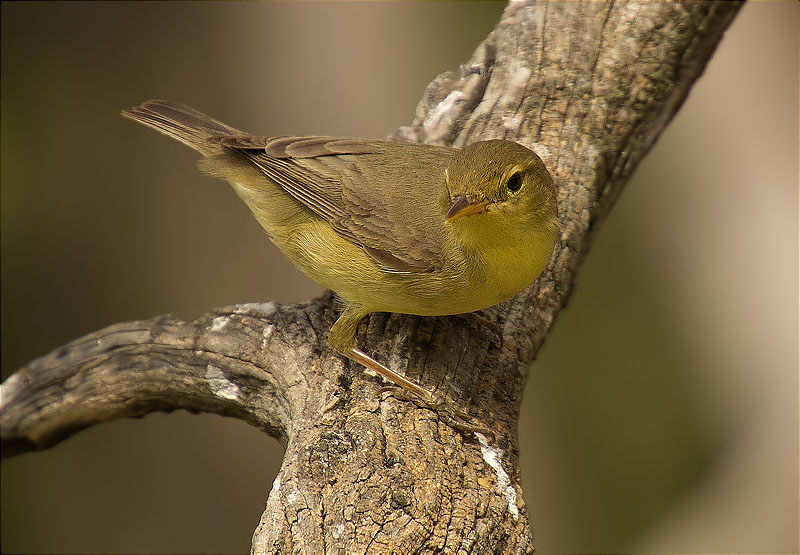 Mosquiter comú (Phylloscopus collybita)