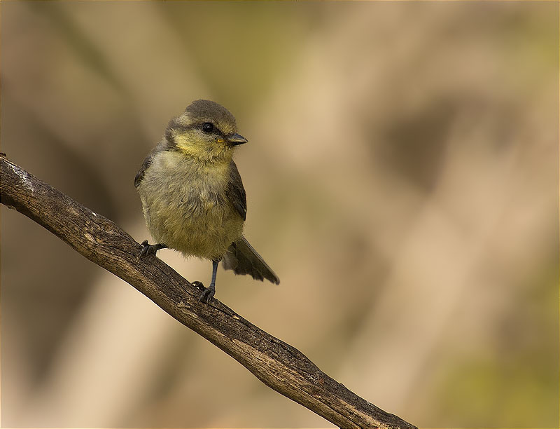 Jove de Mallerenga blava (Cyanistes caeruleus)