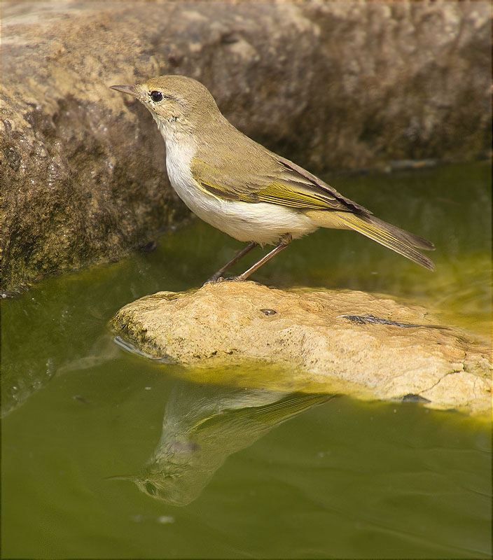 Mosquiter pàl·lid (Phylloscopus bonelli)